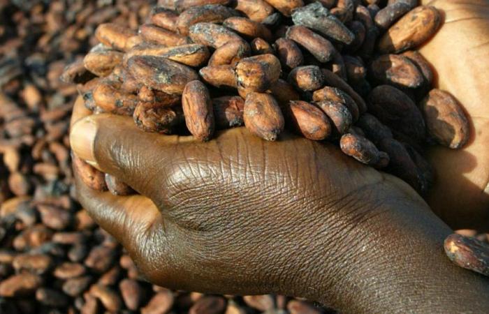 ¿Quién se beneficia del loco aumento de los precios del cacao?
