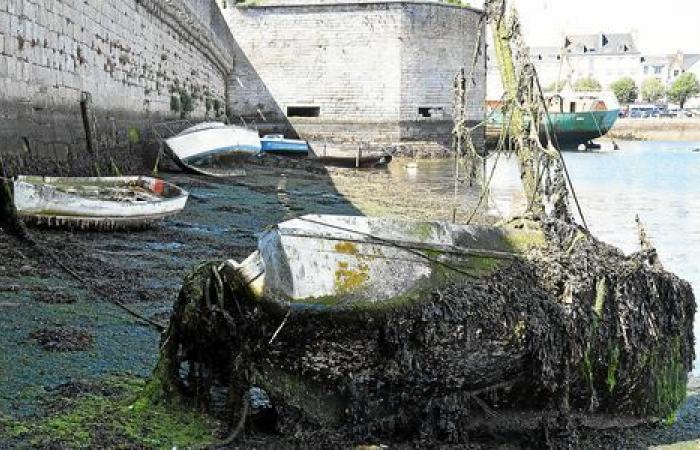 En Concarneau, el importante lavado de barcos abandonados en el puerto