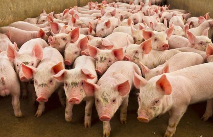 ¿Quiénes son los mayores productores de carne de cerdo del mundo y de Francia?