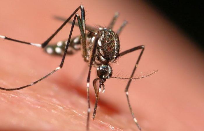 ¿Con qué rapidez puede un mosquito tigre transmitir la enfermedad durante los Juegos Olímpicos?