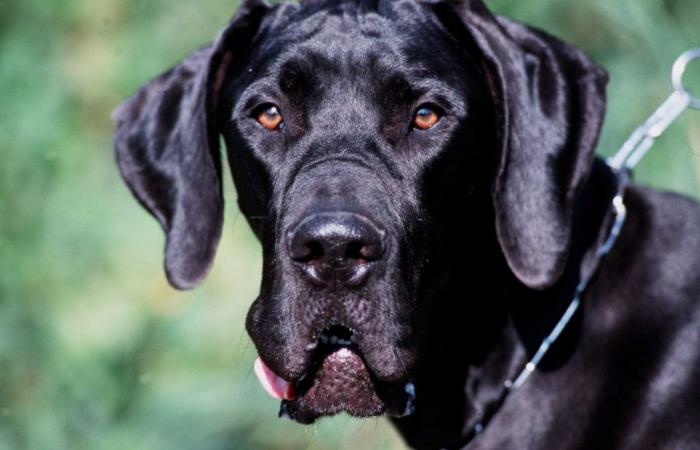 “Toda nuestra familia está devastada”… Kevin, el perro más grande del mundo, murió repentinamente a los 3 años