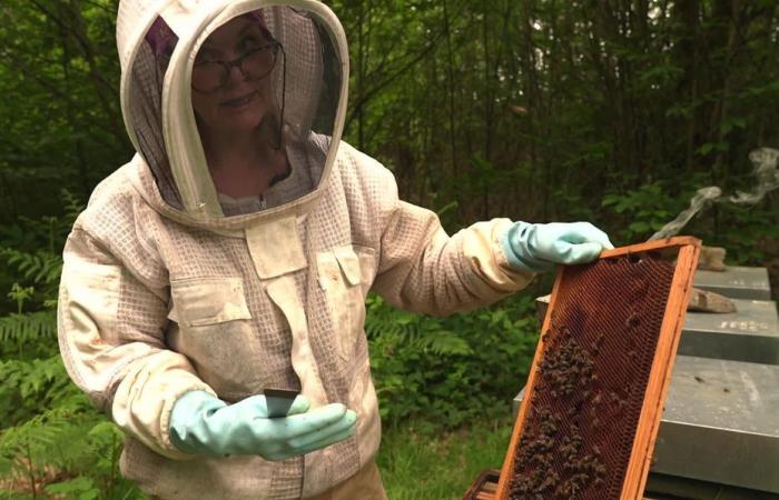 Cosmética 100% orgánica a partir de productos de apiarios de abejas negras.