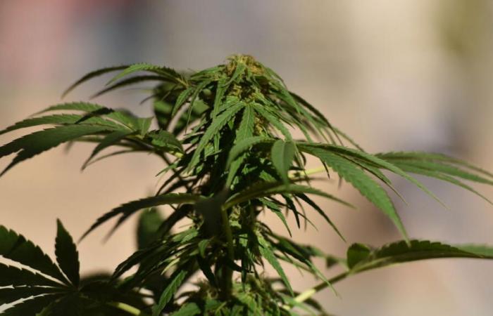 La Corte Suprema votó a favor de despenalizar la posesión de cannabis.