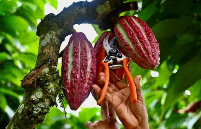 En Ecuador, el cacao a alto precio deleita a los productores pero atrae a los delincuentes