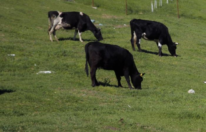 Calentamiento global | Dinamarca gravará las flatulencias del ganado