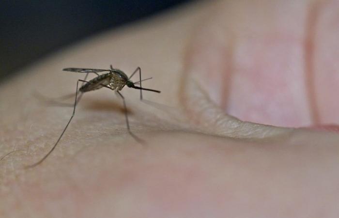 Lluvia, calor, humedad… La proliferación de mosquitos fomentada por la climatología de los últimos días