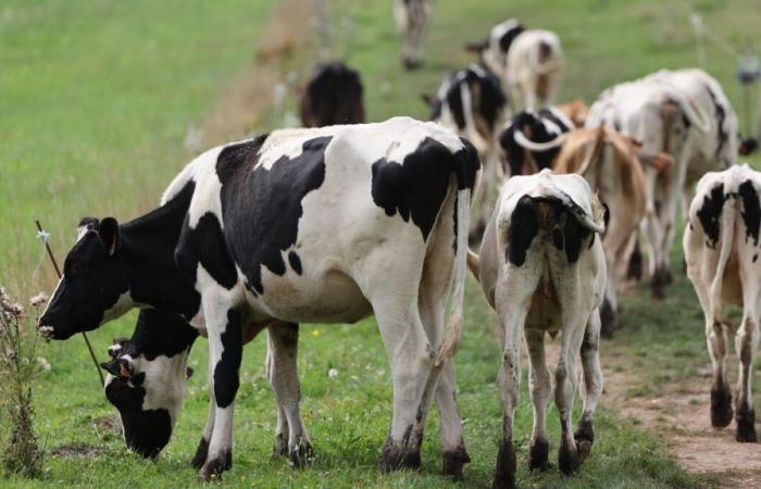 Atacado por un rebaño de vacas, un excursionista muere en los Alpes austríacos