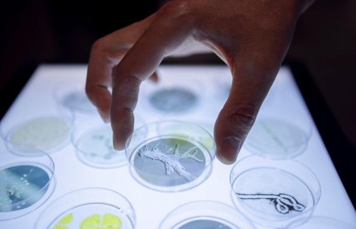 Exposición en el Museo de la Mano UNIL-CHUV: inmersión entre microbios