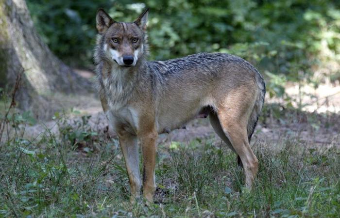 Francia: un corredor mordido por lobos presenta una denuncia contra el zoológico; he aquí el motivo