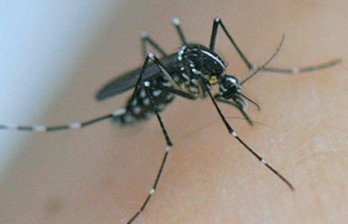 Aceites esenciales, trampas, control de mosquitos… qué método luchar contra los mosquitos este verano