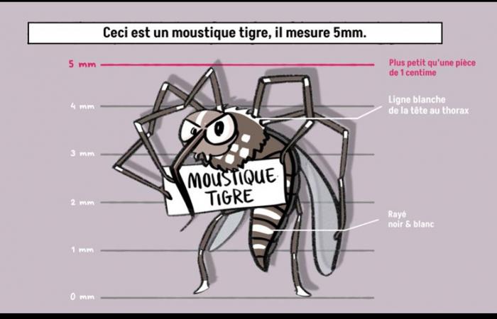 Mosquito tigre: recursos para las autoridades locales