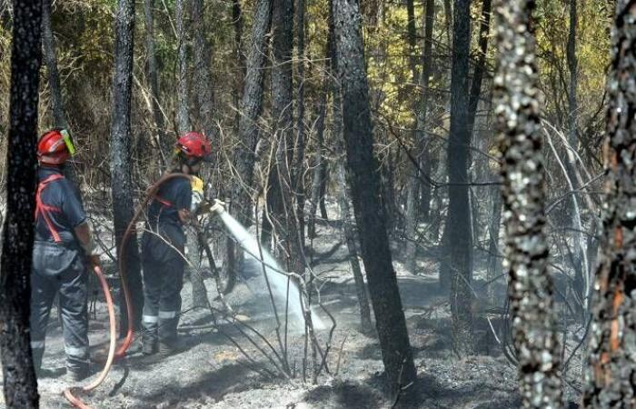 Incendio de Vidauban: “Si hubiera habido doce Canadair disponibles, habría sido más fácil” para los bomberos y salvamento departamentales del Var