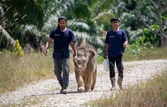 El elefante de Borneo está en riesgo de extinción, el lince ibérico se recupera