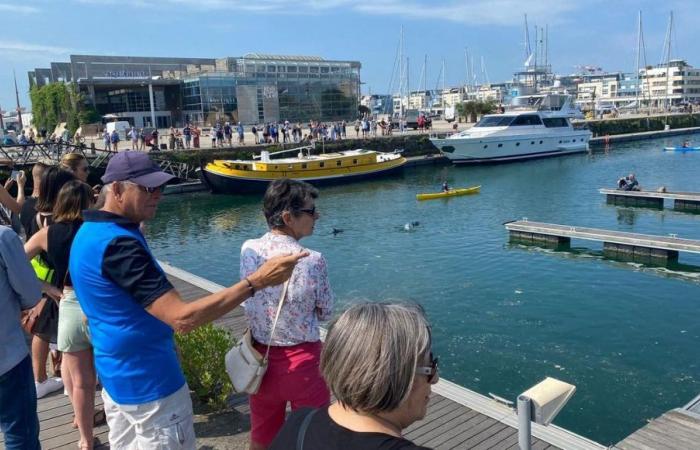 La Rochelle: los intentos de sacar a tres delfines juveniles del Puerto Viejo han fracasado