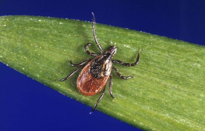 Cada vez más municipios se ubican en zonas endémicas de enfermedad de Lyme