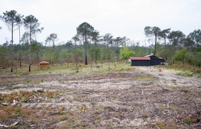 El Bosque de Usuarios será reabierto el 1 de julio y se firmarán los permisos para construir cabañas quemadas