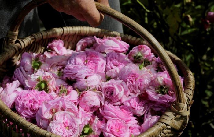 “Están previstas 18 experiencias olfativas”: en Istres, los Encuentros Perfumados regresan