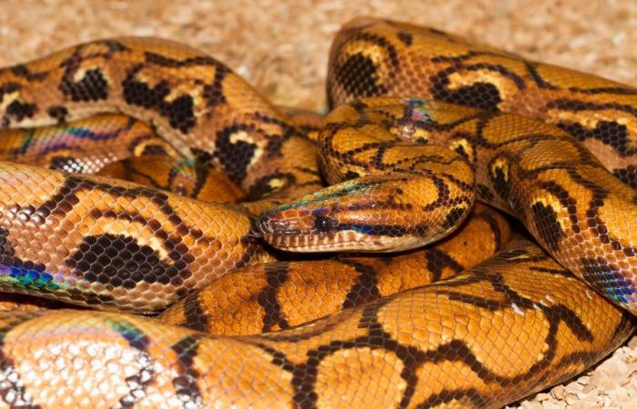 una boa tuvo 14 crías sin haber estado en contacto con otra serpiente en 9 años