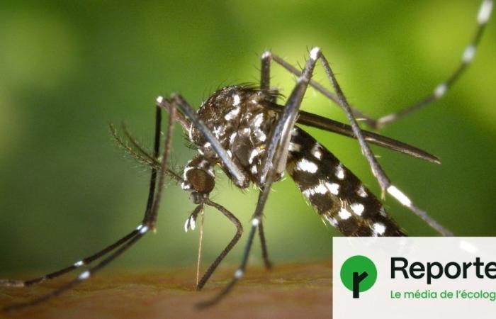 El mosquito tigre ha vuelto: cómo acabar con él