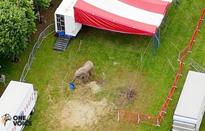 One Voice presenta una denuncia tras ver a Samba, el último elefante de circo, en Eure-et-Loir