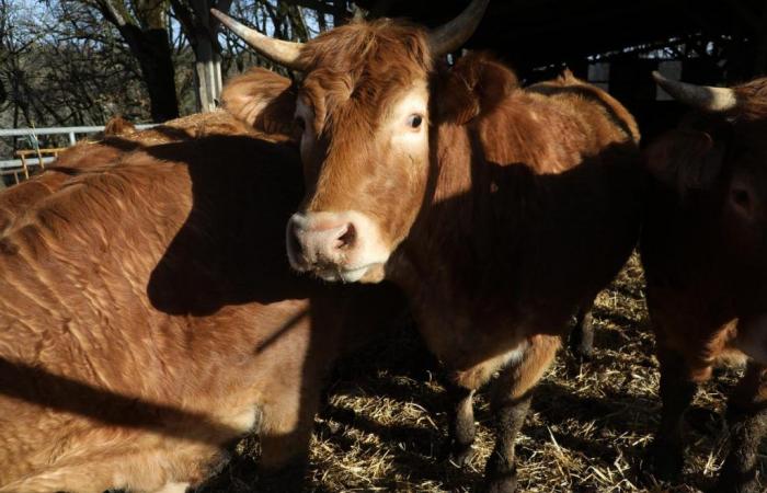 Un excursionista muere atacado por una vaca en Austria