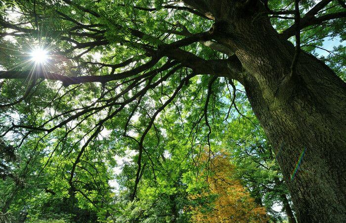 Un verano bajo los árboles – Visita familiar Arboretum de Versailles-Chèvreloup Le Chesnay-Rocquencourt viernes 28 de junio de 2024