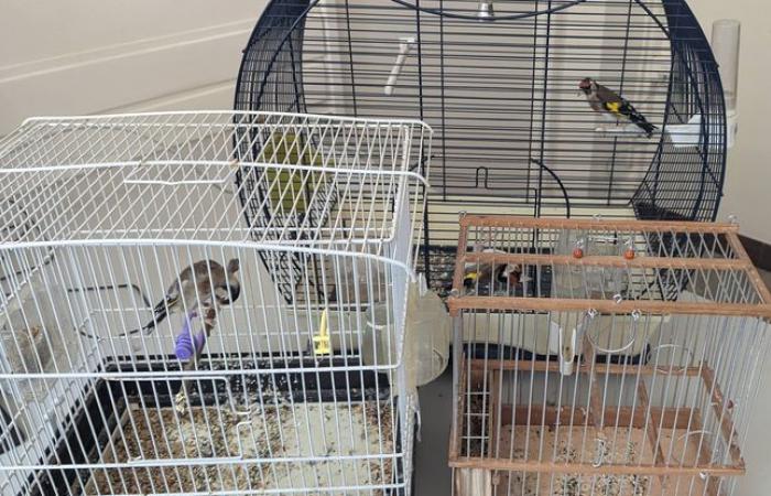 Aves protegidas incautadas en un supermercado