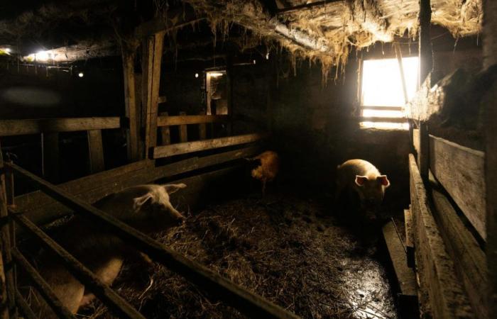 Un criador de cerdos condenado por incumplimiento de las normas sanitarias y medioambientales