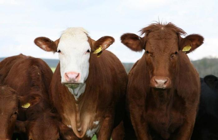 Cambio climático. Dinamarca gravará los gases de efecto invernadero emitidos por el ganado: 90 euros por vaca