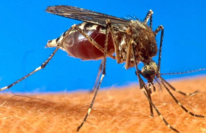 Virus: la UE autoriza la primera vacuna contra el chikungunya