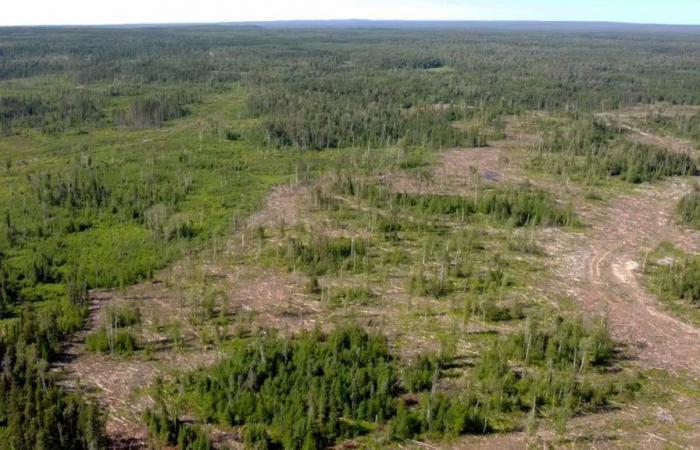 Manitoba y las Primeras Naciones crearán un plan forestal de 20 años