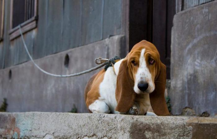 Día Mundial Contra el Abandono de Mascotas: 29 de junio de 2024