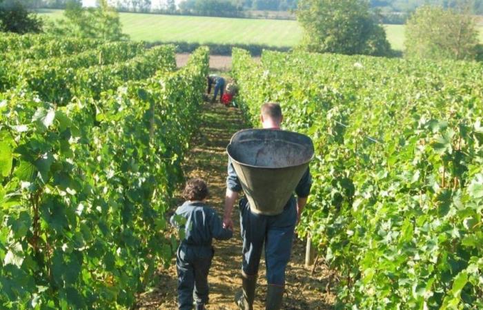 Niort. 17 productores de Deux-Sèvres participarán en la feria del vino y la cerveza