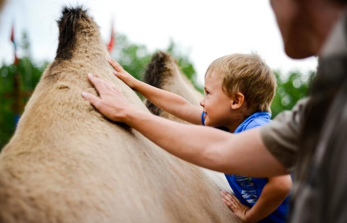 5 actividades para romper con la rutina diaria en Wild Zoo este verano