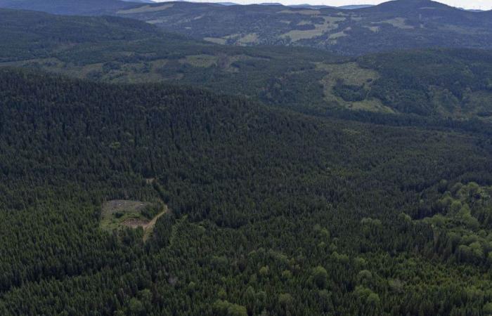 Quebec quiere un bosque más resiliente frente al cambio climático