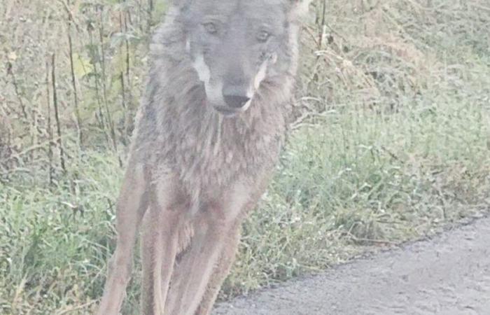 Dudas. ¿Es un lobo la bestia que retozaba en la carretera de Écot?