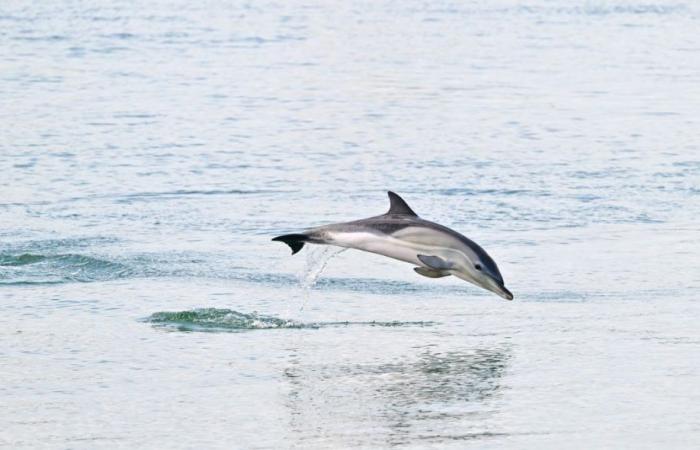 Tres delfines se han instalado en el antiguo puerto de La Rochelle