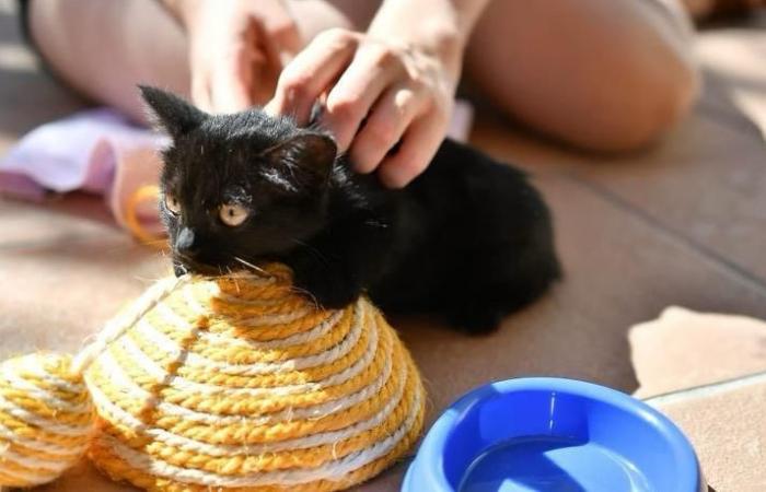 El tribunal de Pau juzga el tráfico de gatitos en los Pirineos Atlánticos