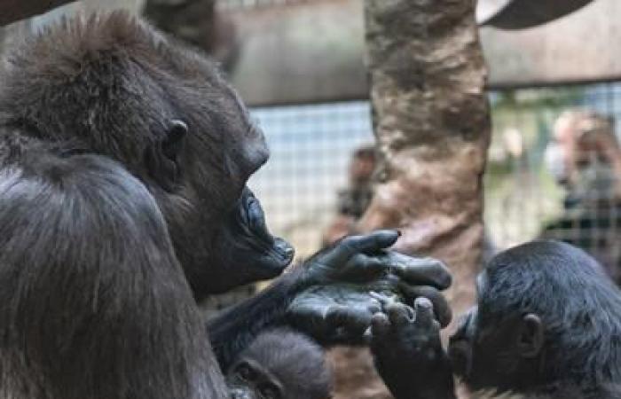 Esta gorila de cincuenta años todavía puede amamantar a huérfanos