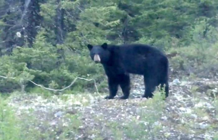Atención: una familia de osos pasea por Mont-Sainte-Anne