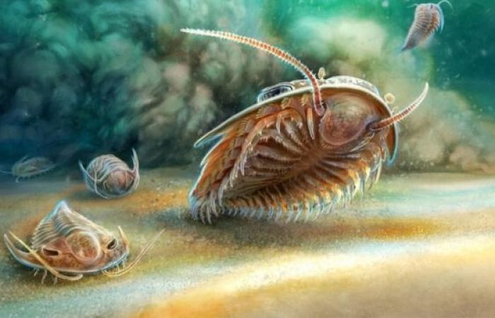 Descubrimiento de vida marina de 515 millones de años