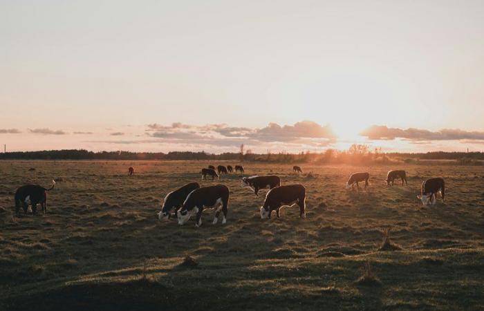 Es una primicia mundial: Dinamarca gravará los pedos y eructos de vacas, ovejas y cerdos