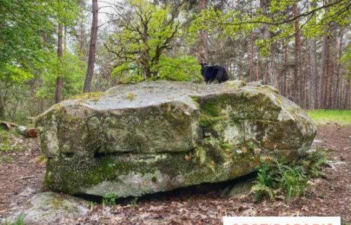 Sabías ? El dolmen más grande de Île-de-France está escondido en el bosque de Rambouillet