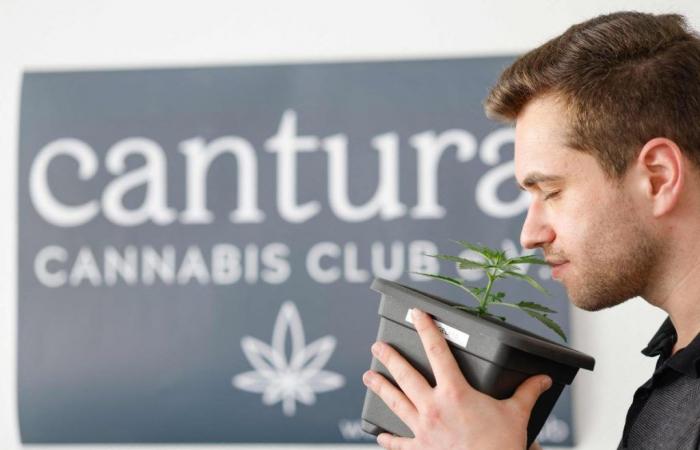 Alemania abrirá sus “clubes de cannabis” el lunes