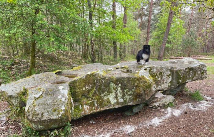 Sabías ? El dolmen más grande de Île-de-France está escondido en el bosque de Rambouillet