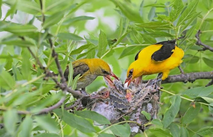 Descubre las aves que puedes encontrar en tu jardín este verano