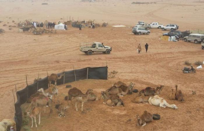 Moussem de Tan-Tan: en imágenes, así se desarrolló el concurso de ordeño de camellos