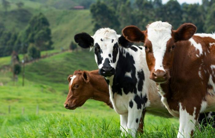 Caminata mortal para una madre atacada por vacas