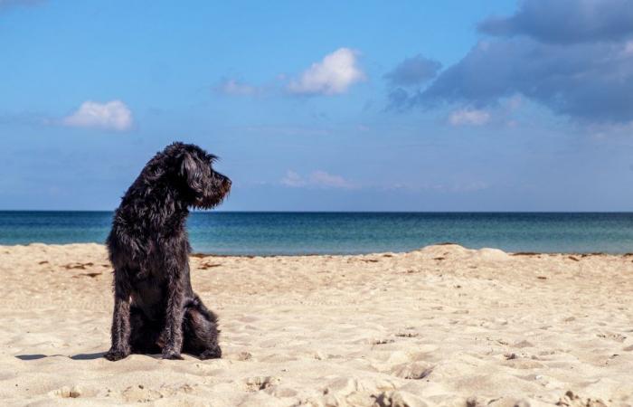 ¿En qué playas de Córcega puedes pasear a tu perro en verano?