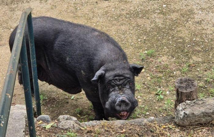 “Llegó muy estresado”: ​​¿de dónde viene este enorme cerdo negro que recientemente deambulaba por Grasse?